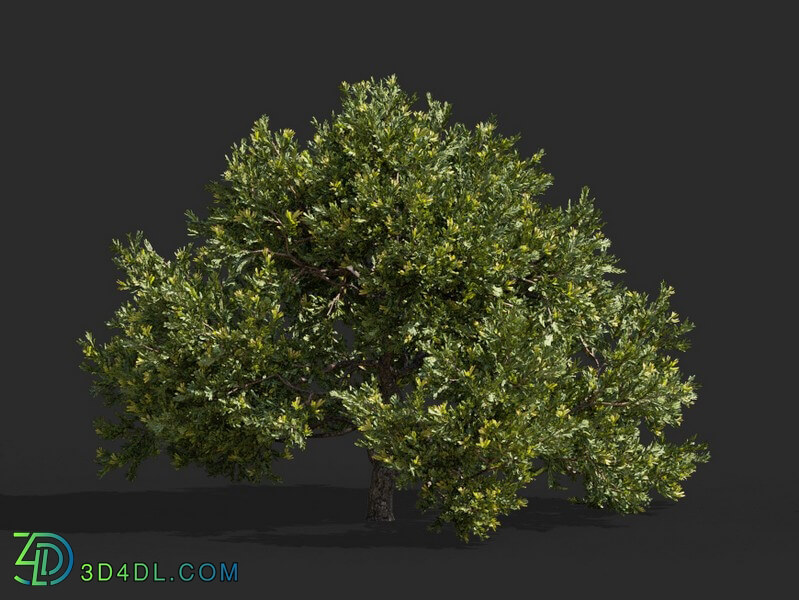 Maxtree-Plants Vol63 Juniperus occidentalis Rheingold 01 01