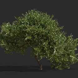 Maxtree-Plants Vol63 Juniperus occidentalis Rheingold 01 02 