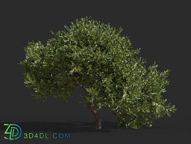 Maxtree-Plants Vol63 Juniperus occidentalis Rheingold 01 02