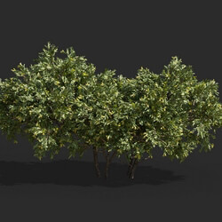 Maxtree-Plants Vol63 Juniperus occidentalis Rheingold 01 05 