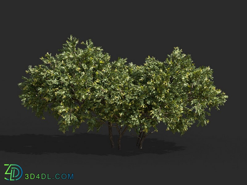 Maxtree-Plants Vol63 Juniperus occidentalis Rheingold 01 05
