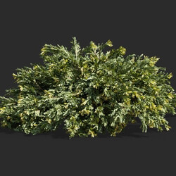 Maxtree-Plants Vol63 Juniperus occidentalis Rheingold 01 06 