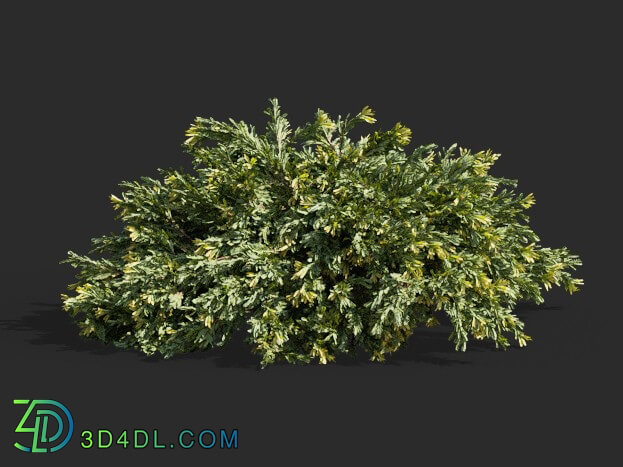 Maxtree-Plants Vol63 Juniperus occidentalis Rheingold 01 06