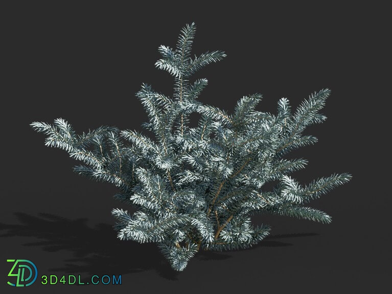 Maxtree-Plants Vol63 Picea pungens 01 01