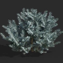 Maxtree-Plants Vol63 Picea pungens 01 02 