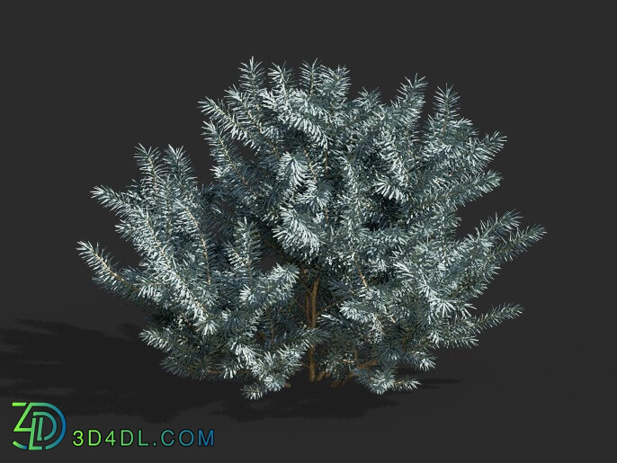 Maxtree-Plants Vol63 Picea pungens 01 02