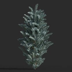 Maxtree-Plants Vol63 Picea pungens 01 05 