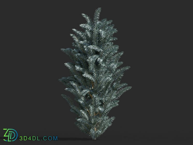 Maxtree-Plants Vol63 Picea pungens 01 05