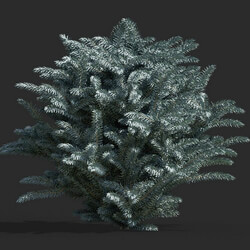 Maxtree-Plants Vol63 Picea pungens 01 06 