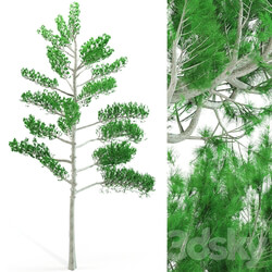 Tree - Pine tree 