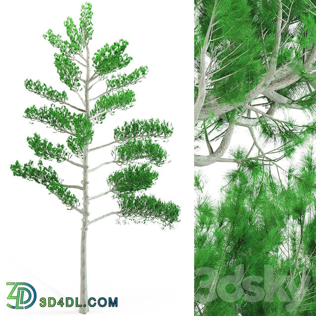 Tree - Pine tree