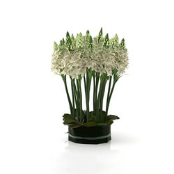 Design Connected Ornithogalums 