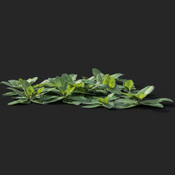 Maxtree-Plants Vol41 Ajuga reptans 01 02 