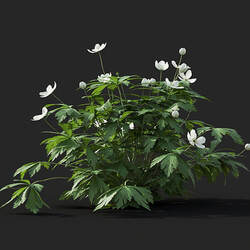 Maxtree-Plants Vol41 Anemone canadensis 01 04 
