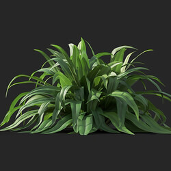 Maxtree-Plants Vol41 Arthropodium 01 03 