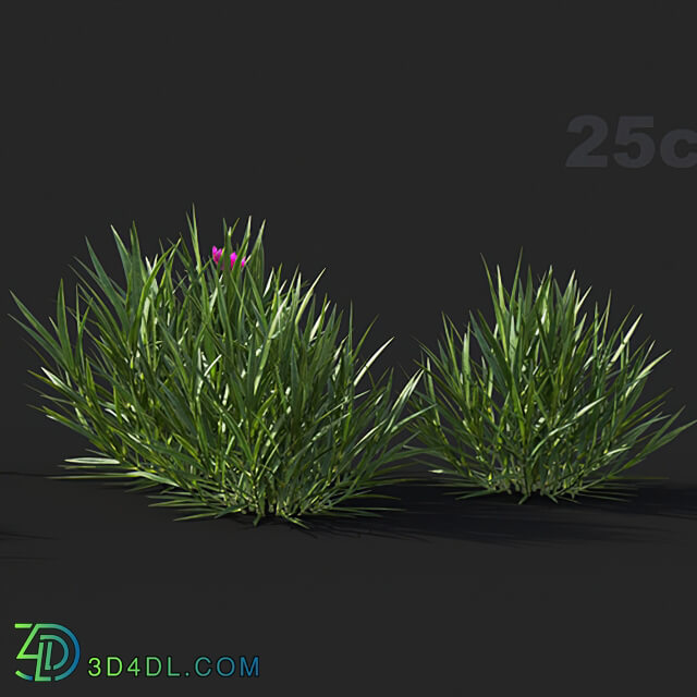 Maxtree-Plants Vol41 Dianthus gratianopolitanus 01 03