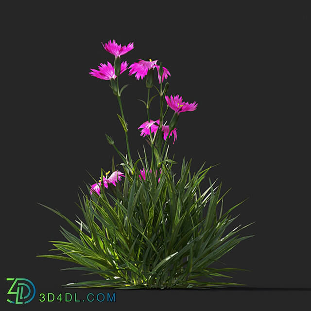 Maxtree-Plants Vol41 Dianthus gratianopolitanus 01 04