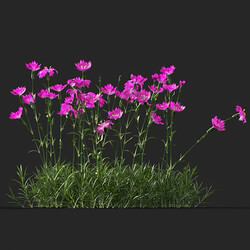 Maxtree-Plants Vol41 Dianthus gratianopolitanus 01 08 