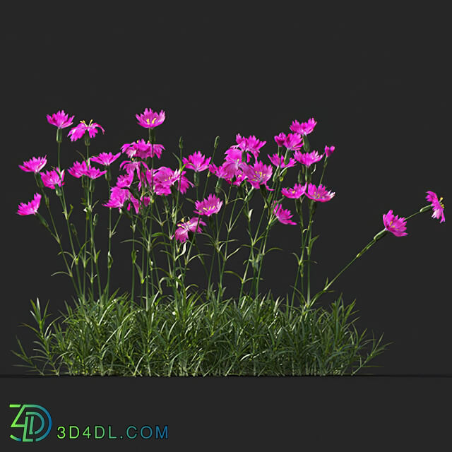 Maxtree-Plants Vol41 Dianthus gratianopolitanus 01 08