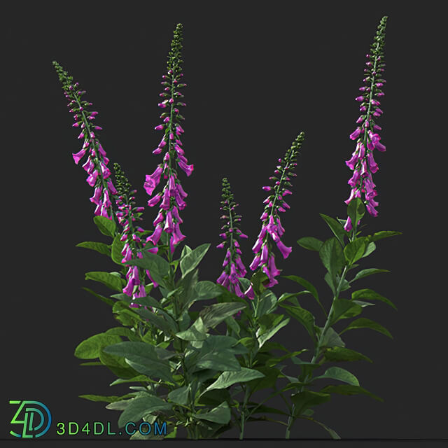 Maxtree-Plants Vol41 Digitalis purpurea 01 06