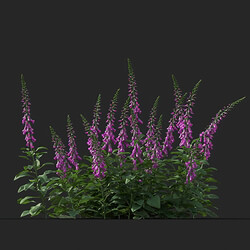 Maxtree-Plants Vol41 Digitalis purpurea 01 08 
