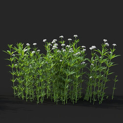 Maxtree-Plants Vol41 Galium odoratum 01 09 