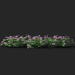 Maxtree-Plants Vol41 Geranium robertianum 01 07 