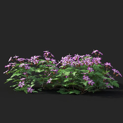 Maxtree-Plants Vol41 Geranium robertianum 01 08 