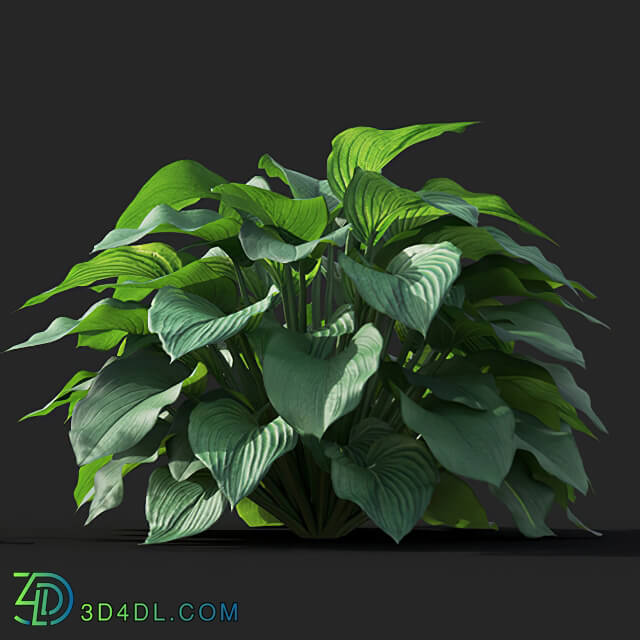 Maxtree-Plants Vol41 Hosta 01 06