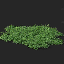 Maxtree-Plants Vol41 Isotoma fluviatilis 01 06 
