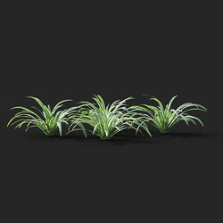 Maxtree-Plants Vol41 Liriope 01 01 