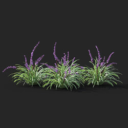 Maxtree-Plants Vol41 Liriope 01 07 