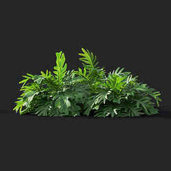 Maxtree-Plants Vol41 Philodendron xanadu 01 08 