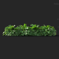 Maxtree-Plants Vol41 Philodendron xanadu 01 09 