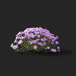 Maxtree-Plants Vol41 Phlox stolonifera 01 07 