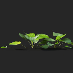 Maxtree-Plants Vol41 Viola sororia 01 01 