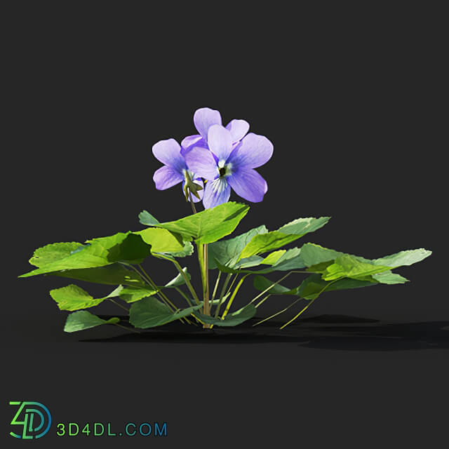 Maxtree-Plants Vol41 Viola sororia 01 02