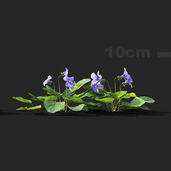 Maxtree-Plants Vol41 Viola sororia 01 03 