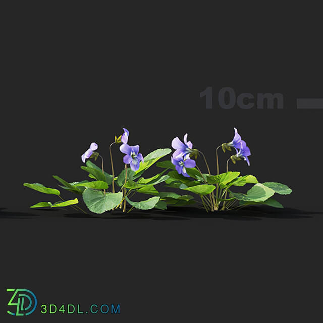 Maxtree-Plants Vol41 Viola sororia 01 03