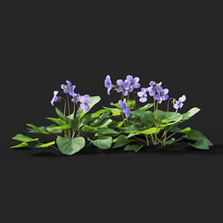 Maxtree-Plants Vol41 Viola sororia 01 04 