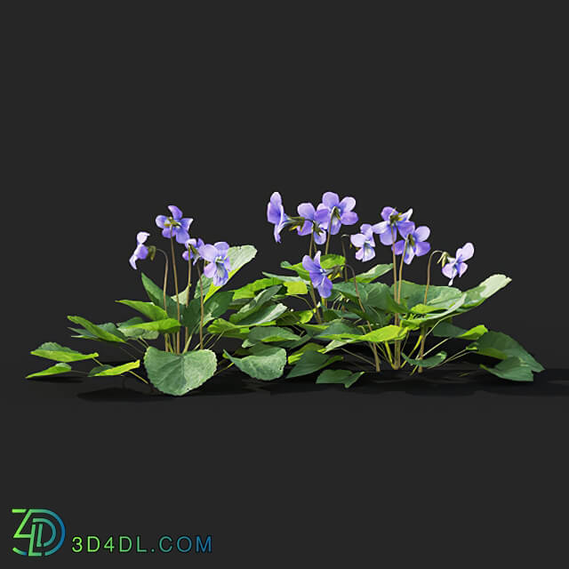 Maxtree-Plants Vol41 Viola sororia 01 04