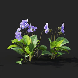 Maxtree-Plants Vol41 Viola sororia 01 05 