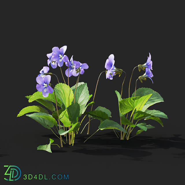 Maxtree-Plants Vol41 Viola sororia 01 05
