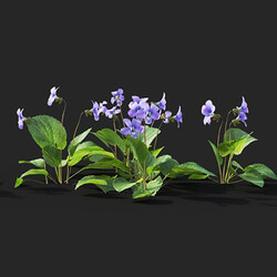 Maxtree-Plants Vol41 Viola sororia 01 06 