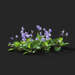 Maxtree-Plants Vol41 Viola sororia 01 07 