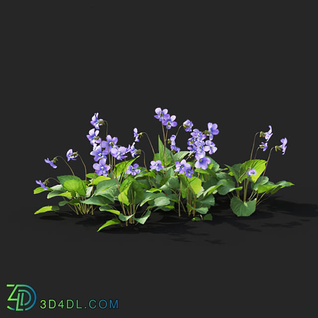 Maxtree-Plants Vol41 Viola sororia 01 07