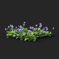 Maxtree-Plants Vol41 Viola sororia 01 08 