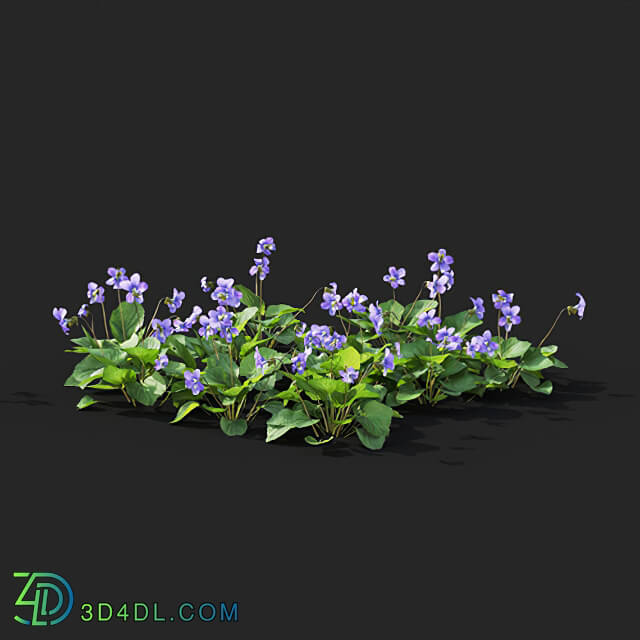 Maxtree-Plants Vol41 Viola sororia 01 08