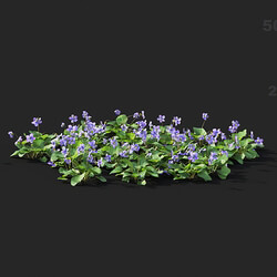 Maxtree-Plants Vol41 Viola sororia 01 09 