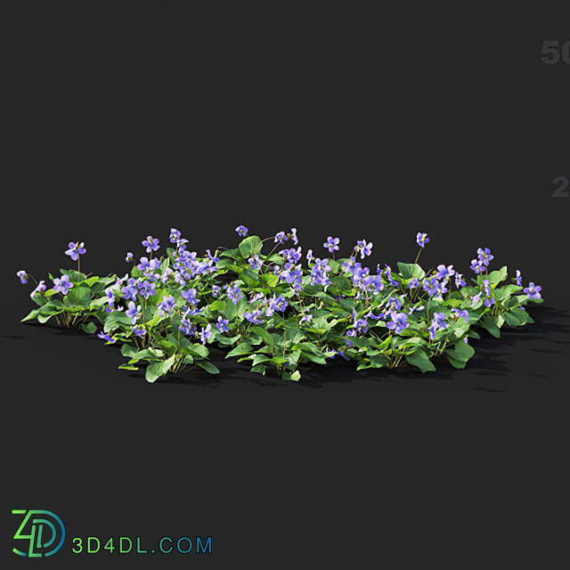 Maxtree-Plants Vol41 Viola sororia 01 09